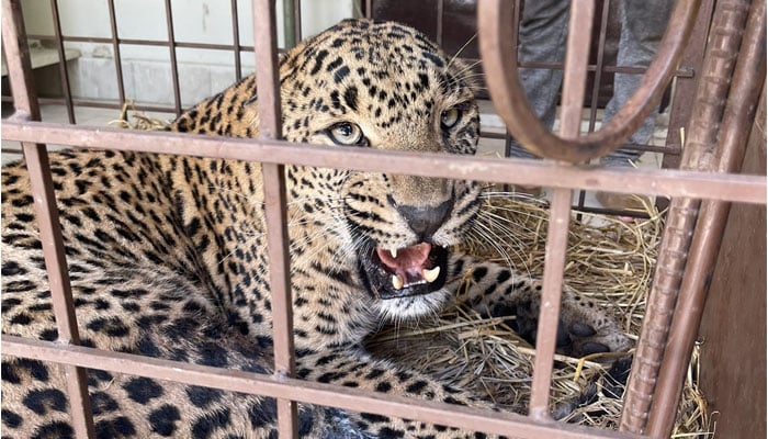 Female leopard rescued from AJK succumbs to gunshot wounds